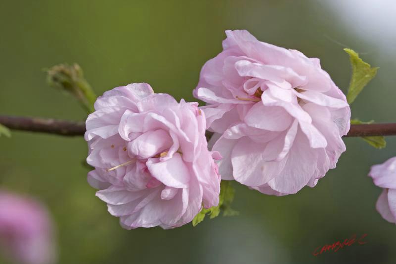 Cjp_2009_04_13_164140 (1).jpg